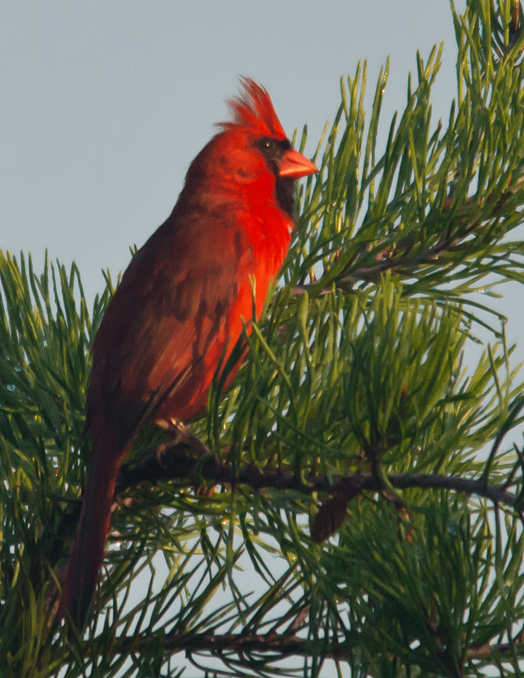 Northern Cardinal