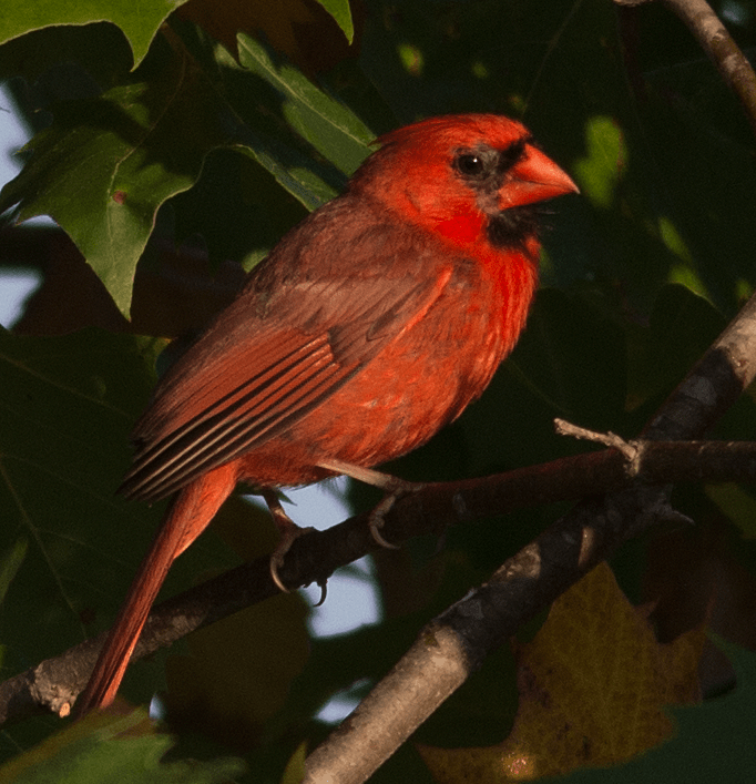 Northern Cardinal