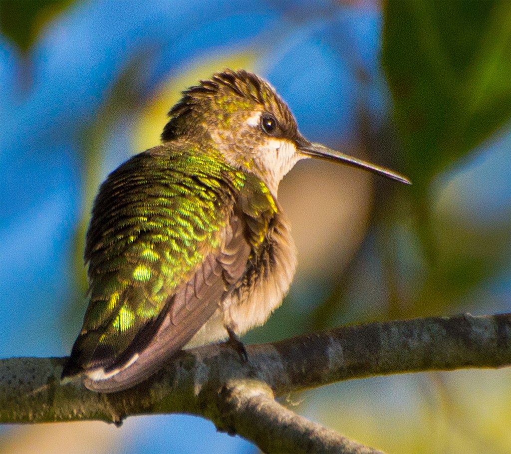 Ruby Throated Hummingbird