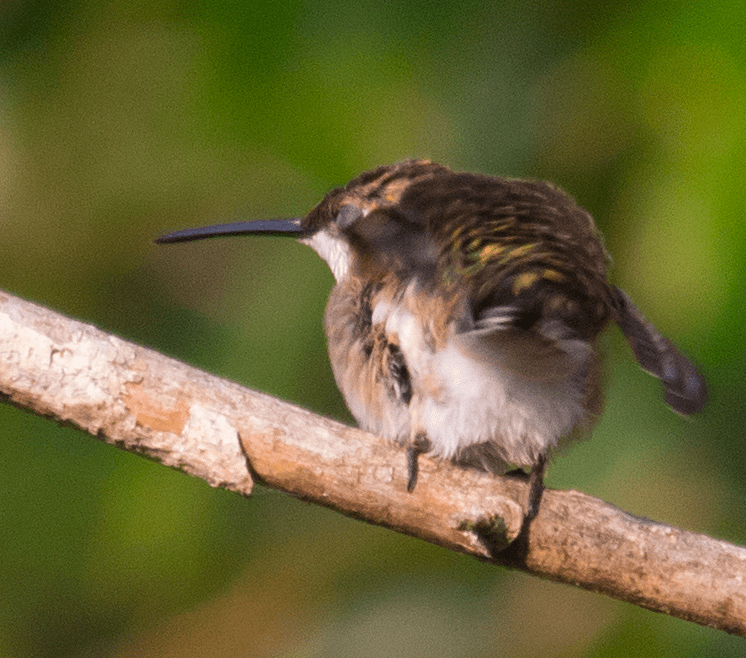 Ruby Throated Hummingbird