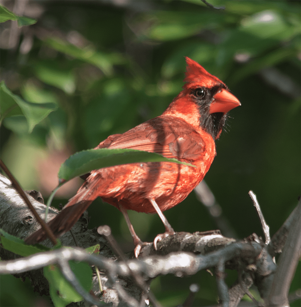 Cardinal