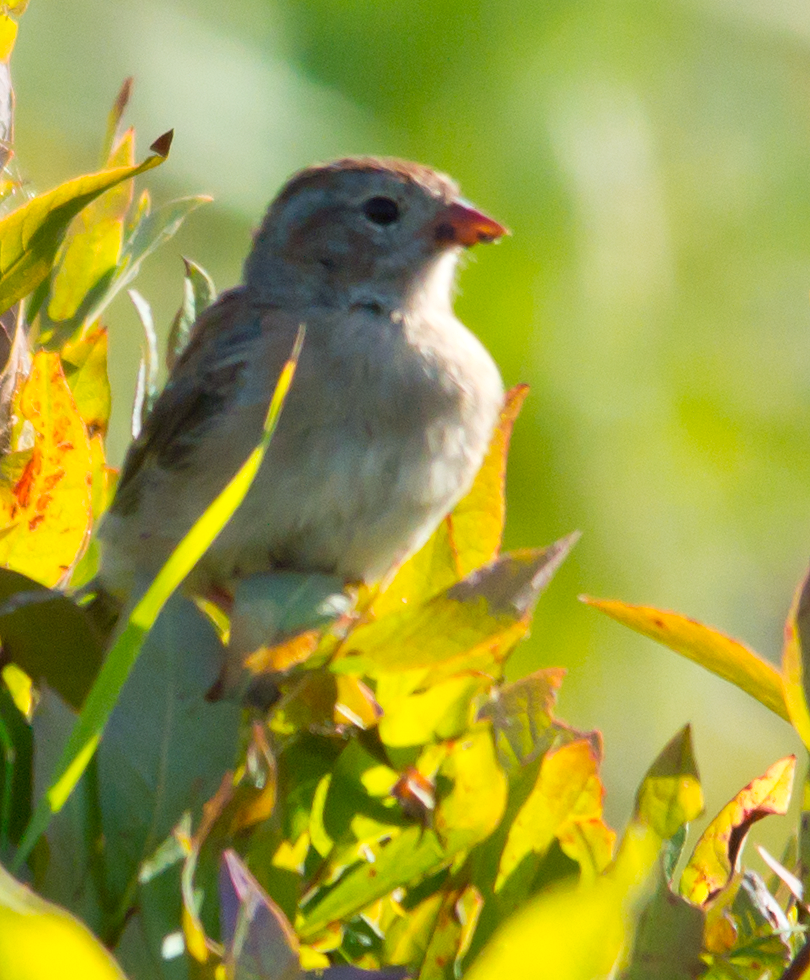 Field Sparrow