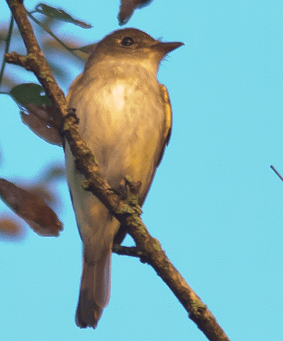 Flycatcher