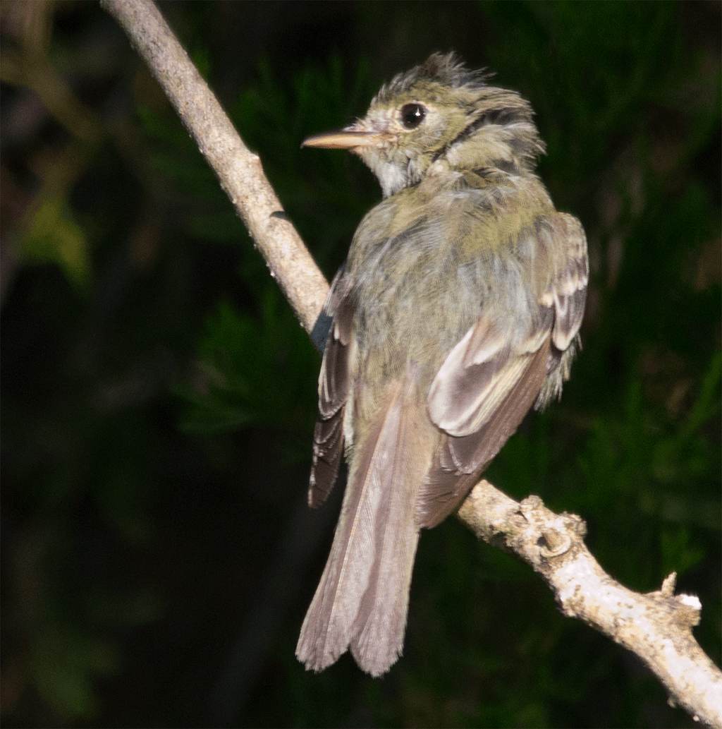 Flycatcher
