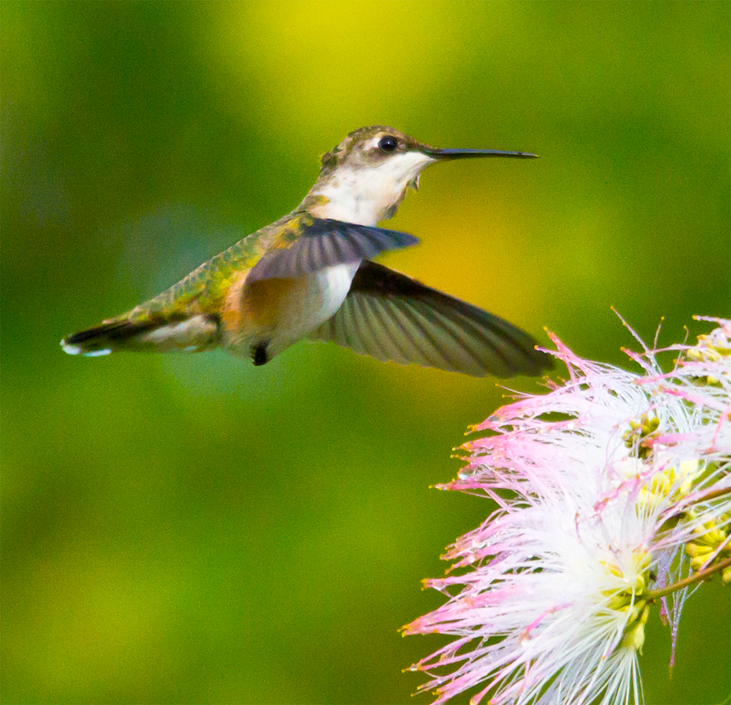 Ruby Throated Hummingbird