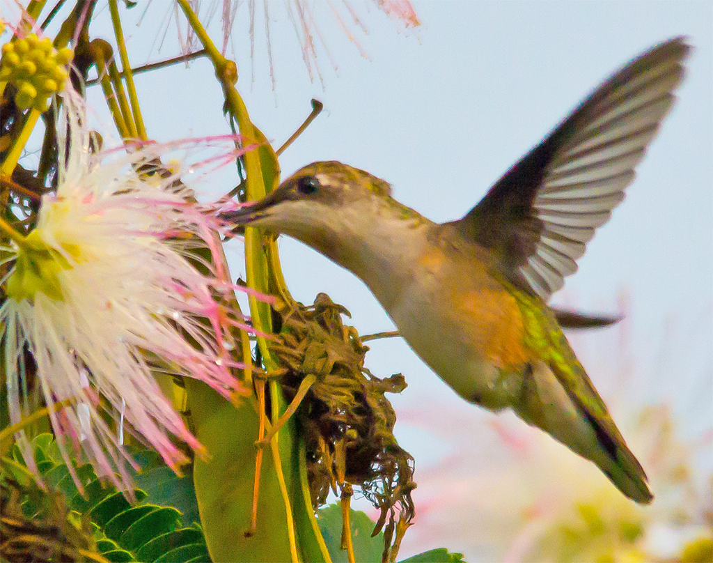 Ruby Throated Hummingbird
