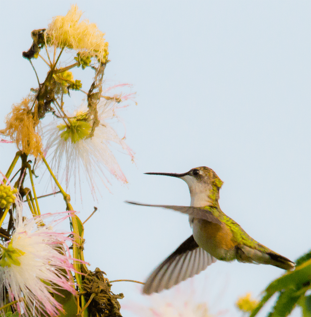 Ruby Throated Hummingbird