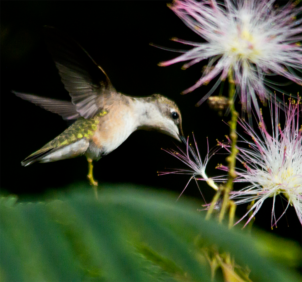 Ruby Throated Hummingbird