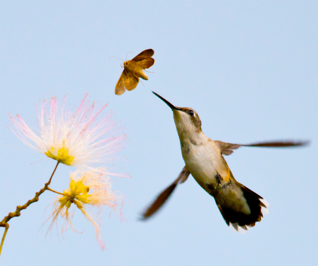 Ruby Throated Hummingbird