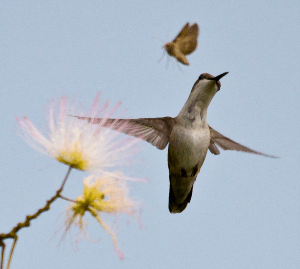 Ruby Throated Hummingbird