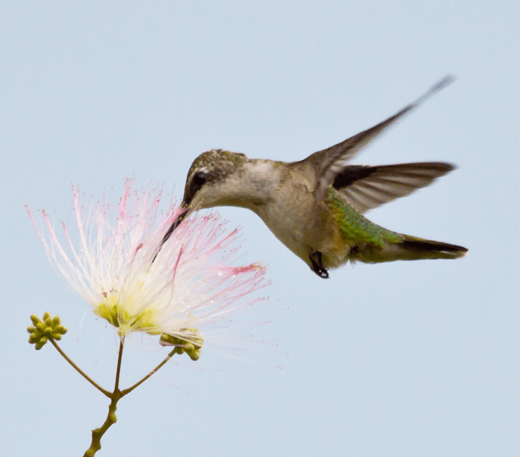 Ruby Throated Hummingbird