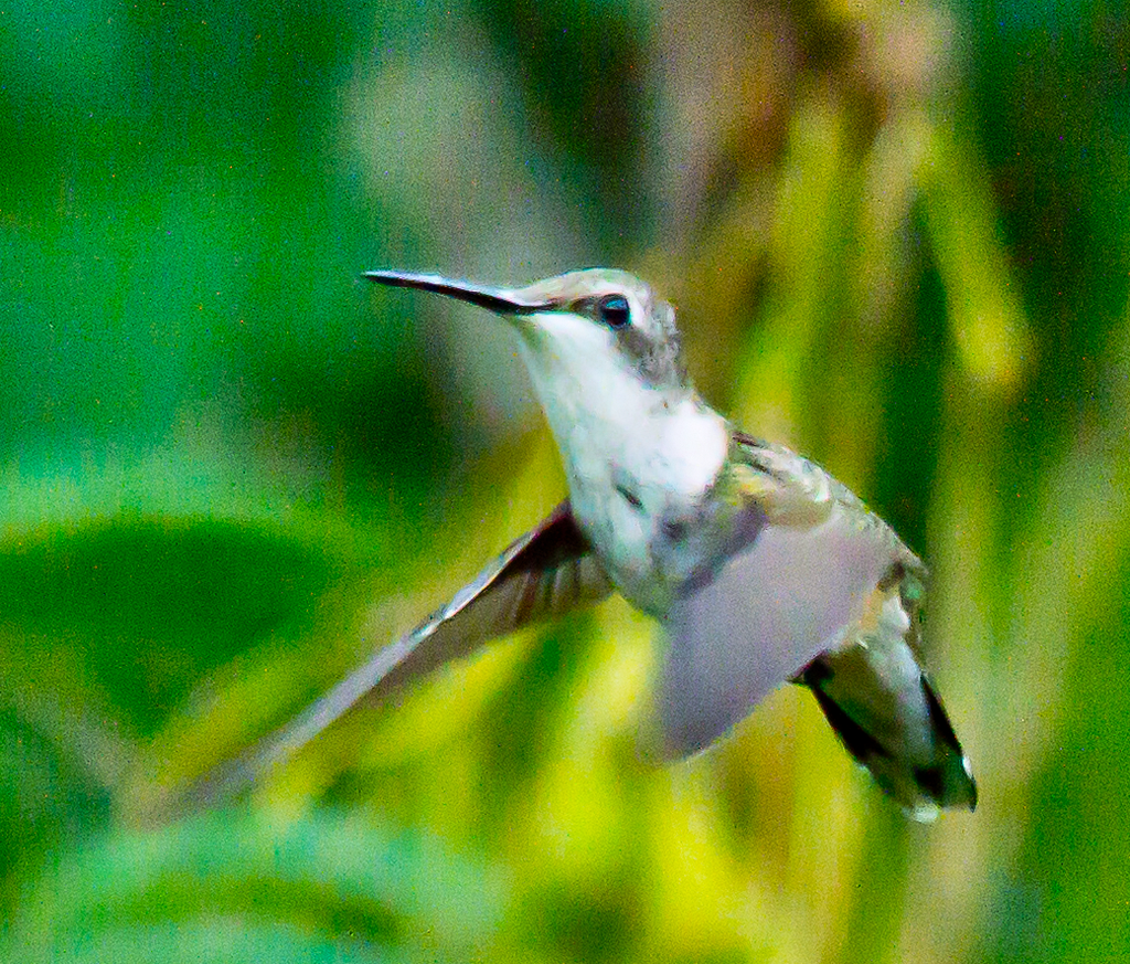Ruby Throated Hummingbird
