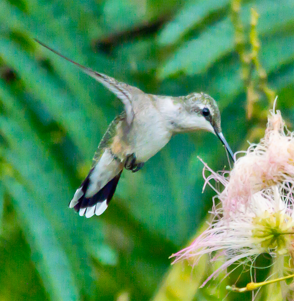 Ruby Throated Hummingbird