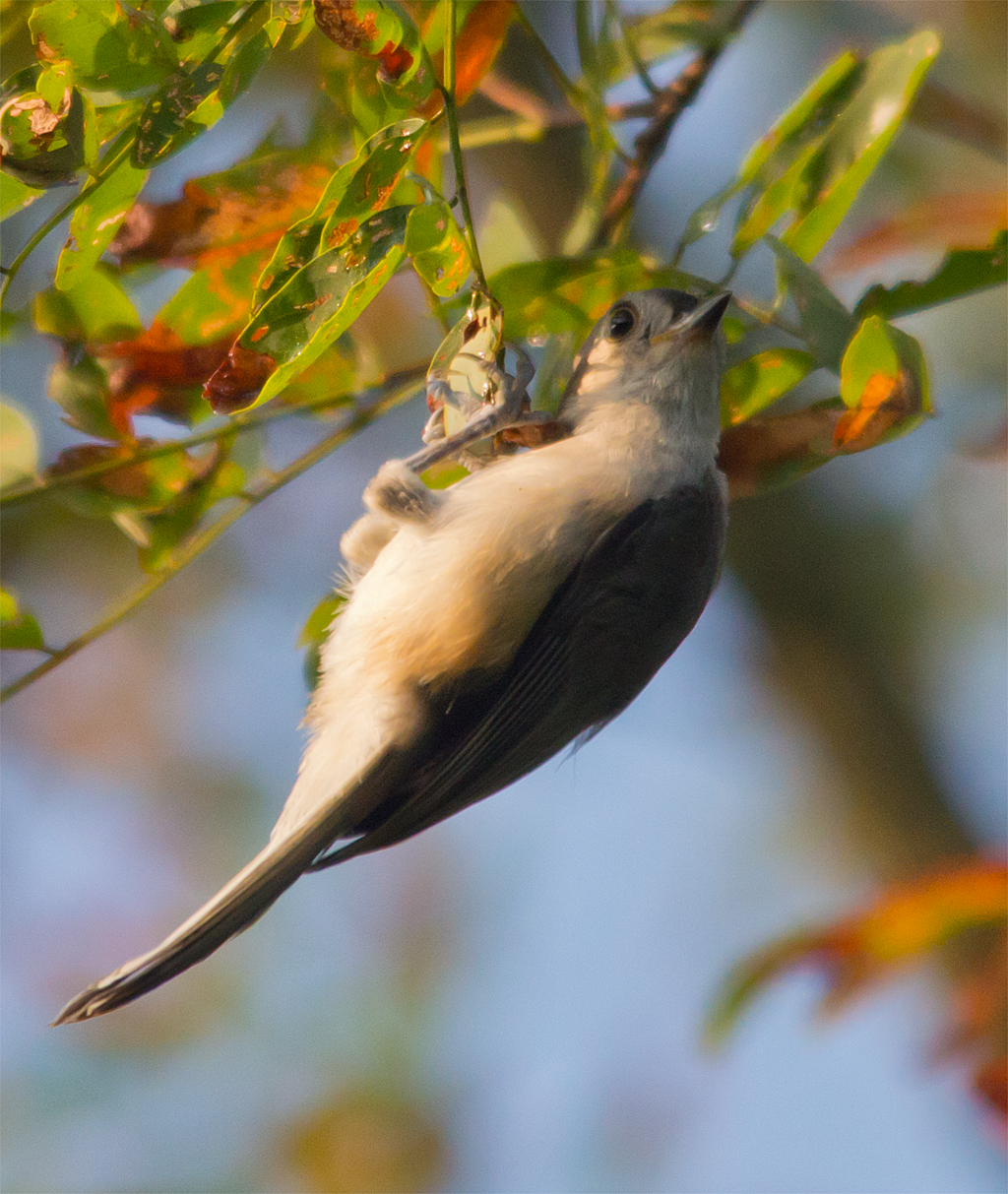 Tufted Titmouse
