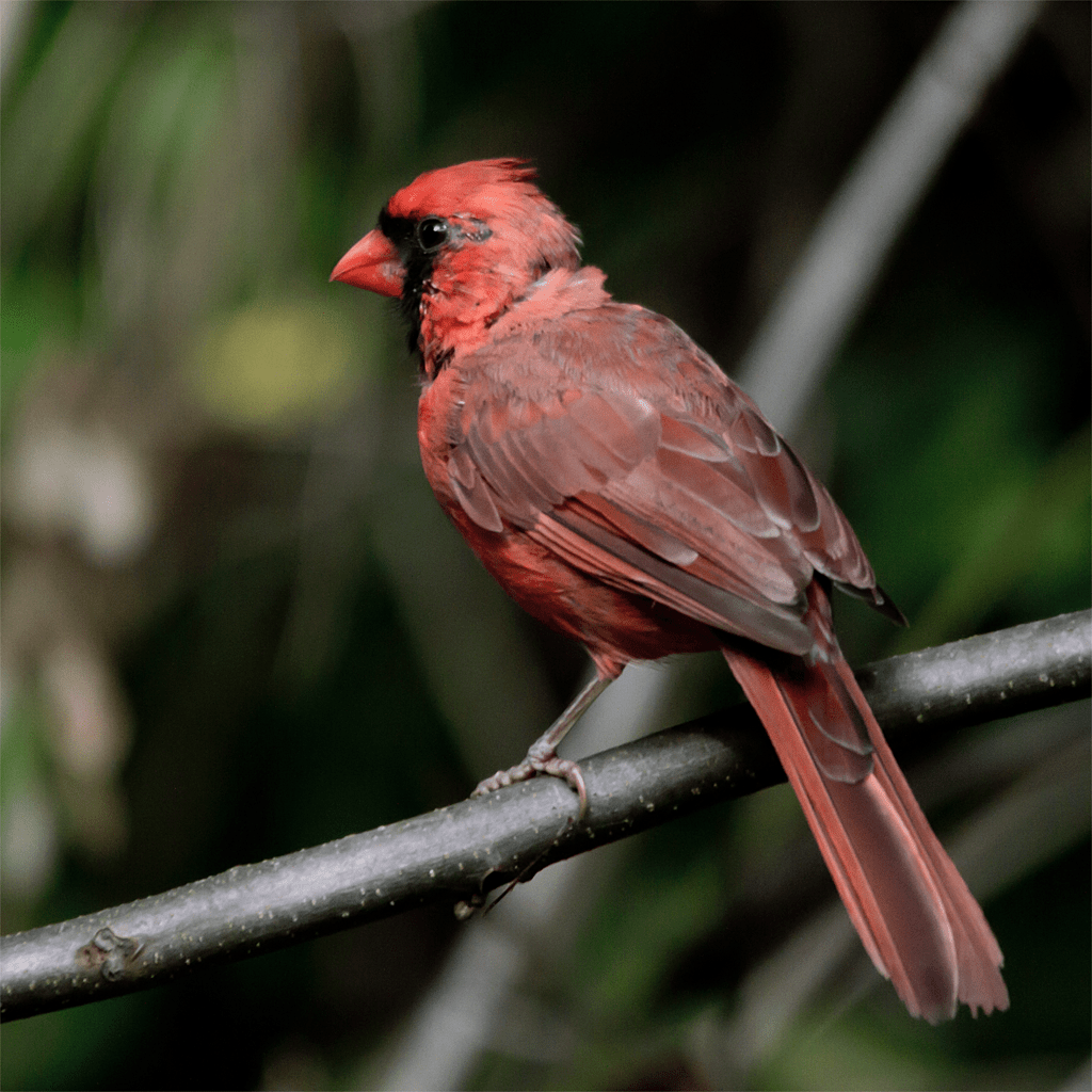 Cardinal