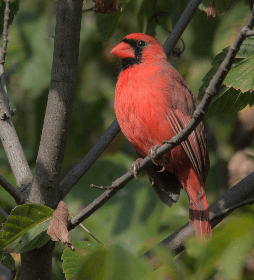 Cardinal