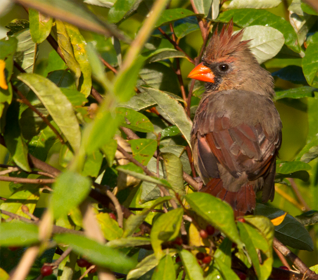 Northern Cardinal