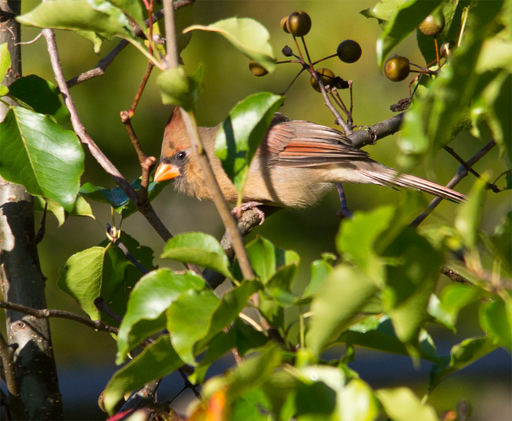Northern Cardinal
