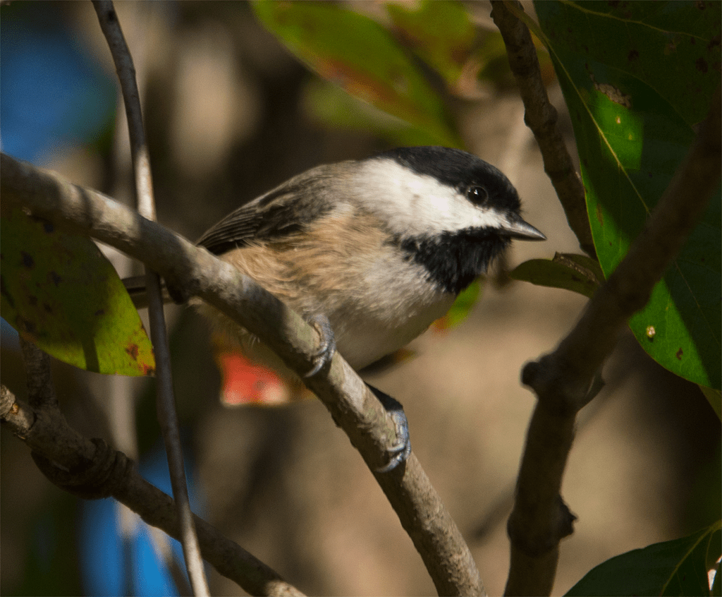 Carolina Chickadee