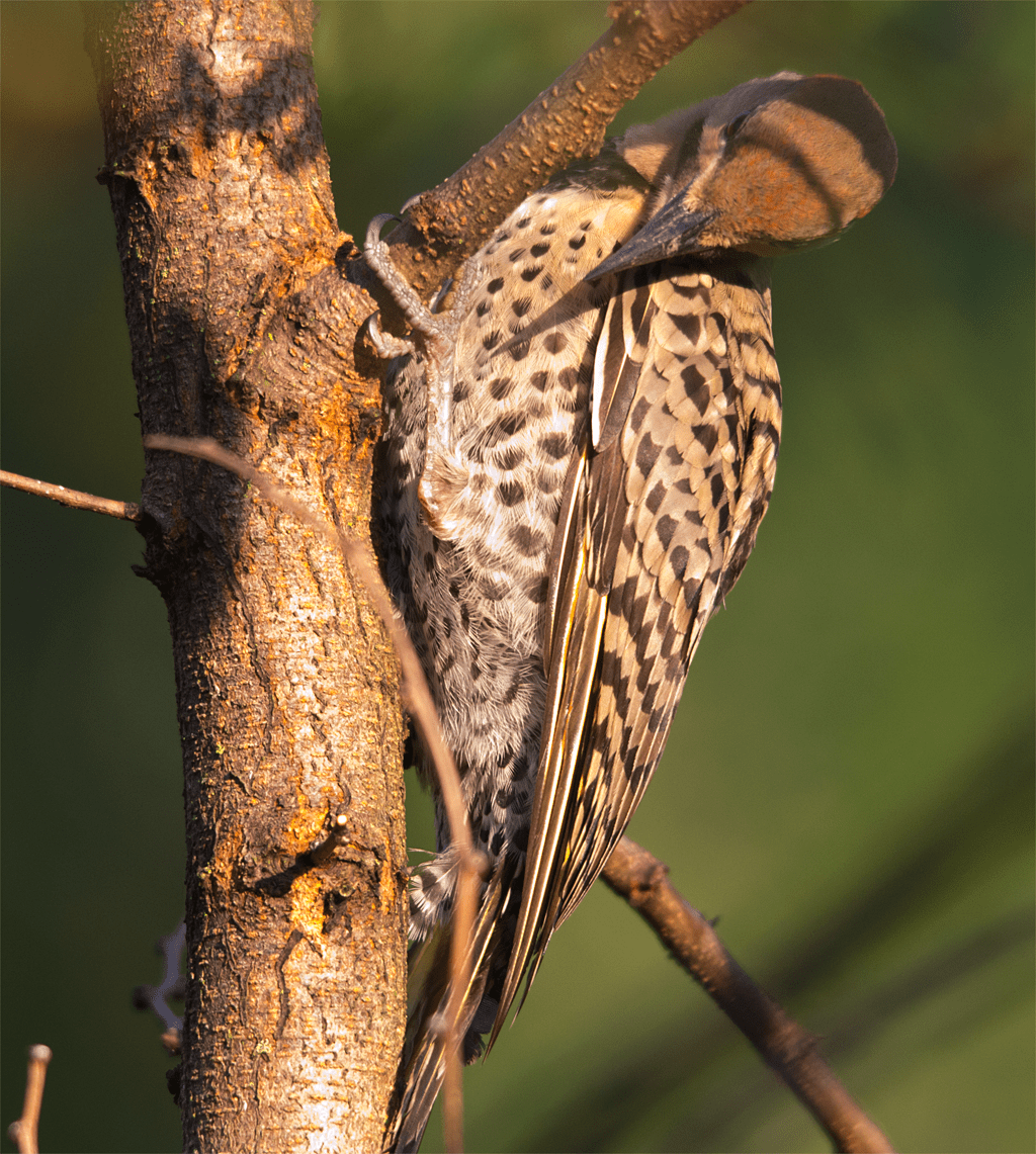 Northern Flicker