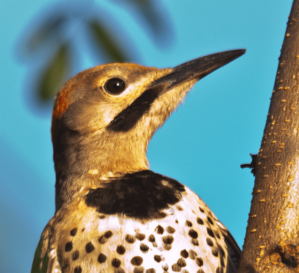 Northern Flicker