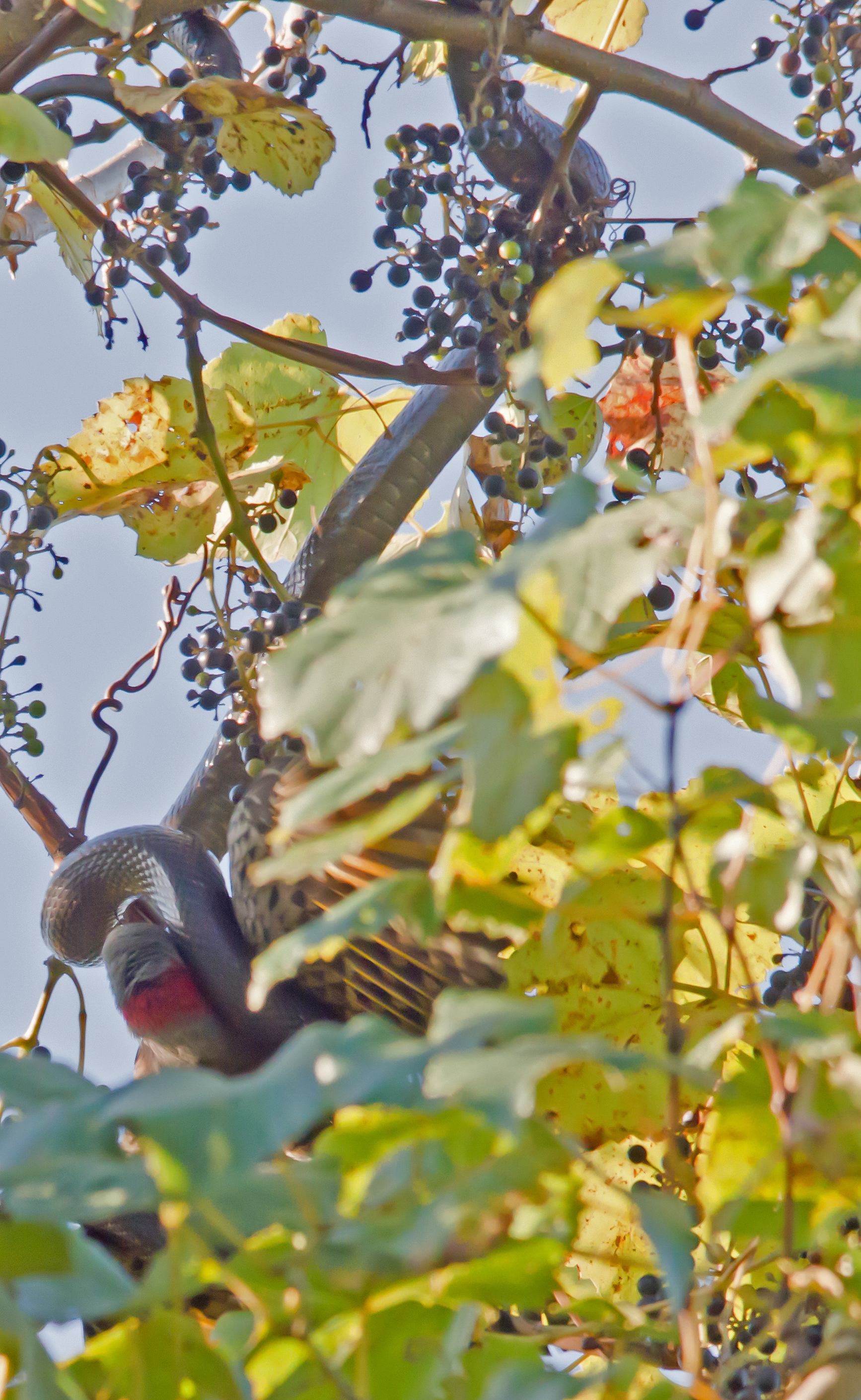 Northern Flicker