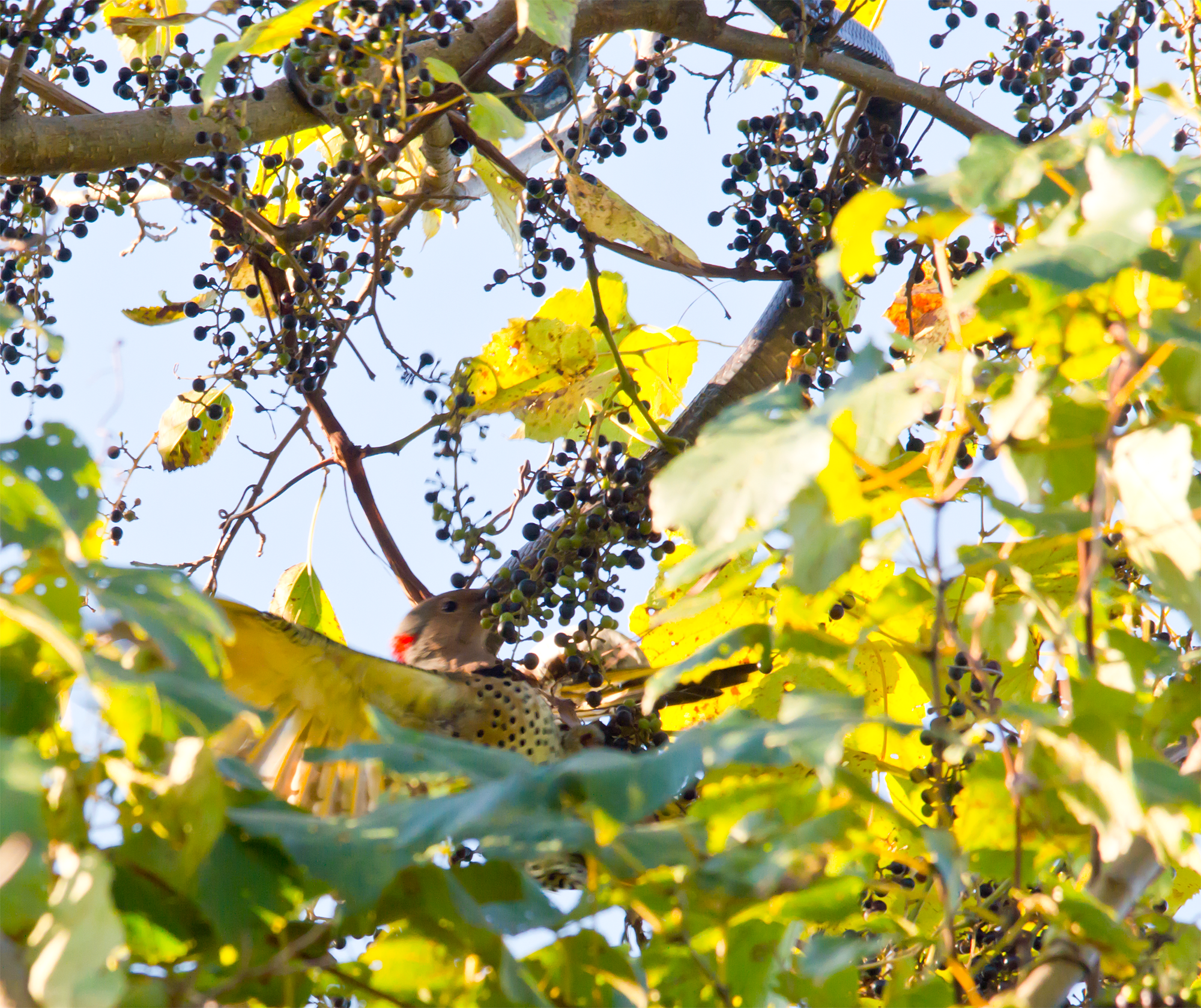 Northern Flicker