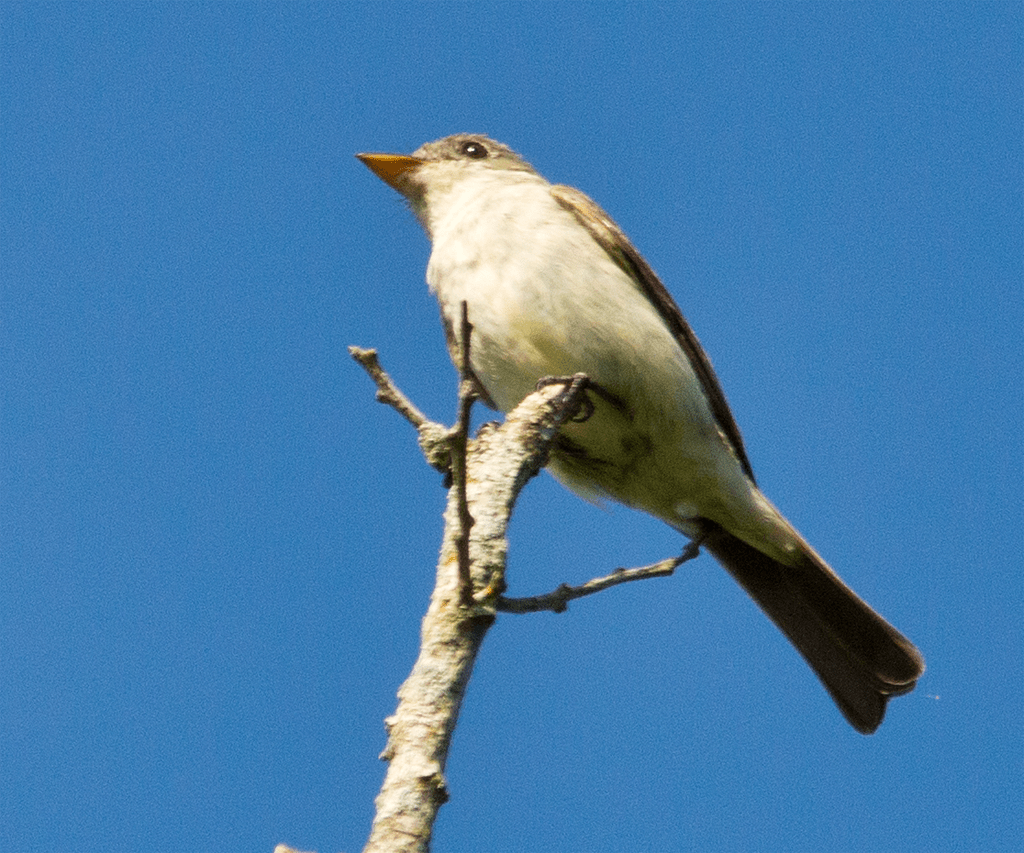 Flycatcher
