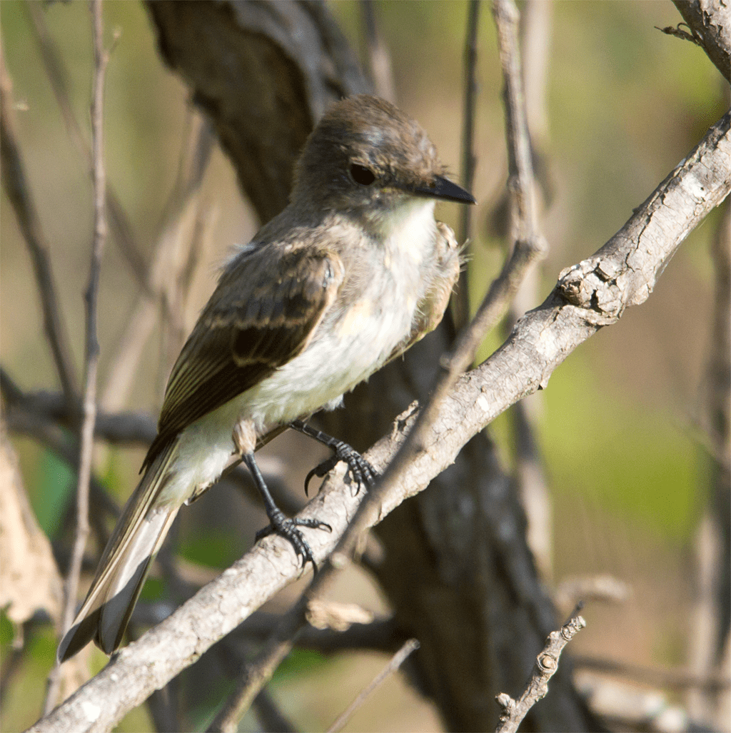 Flycatcher