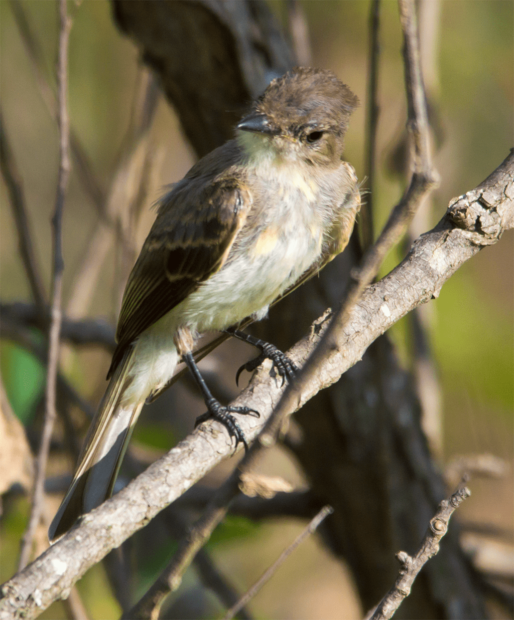 Flycatcher