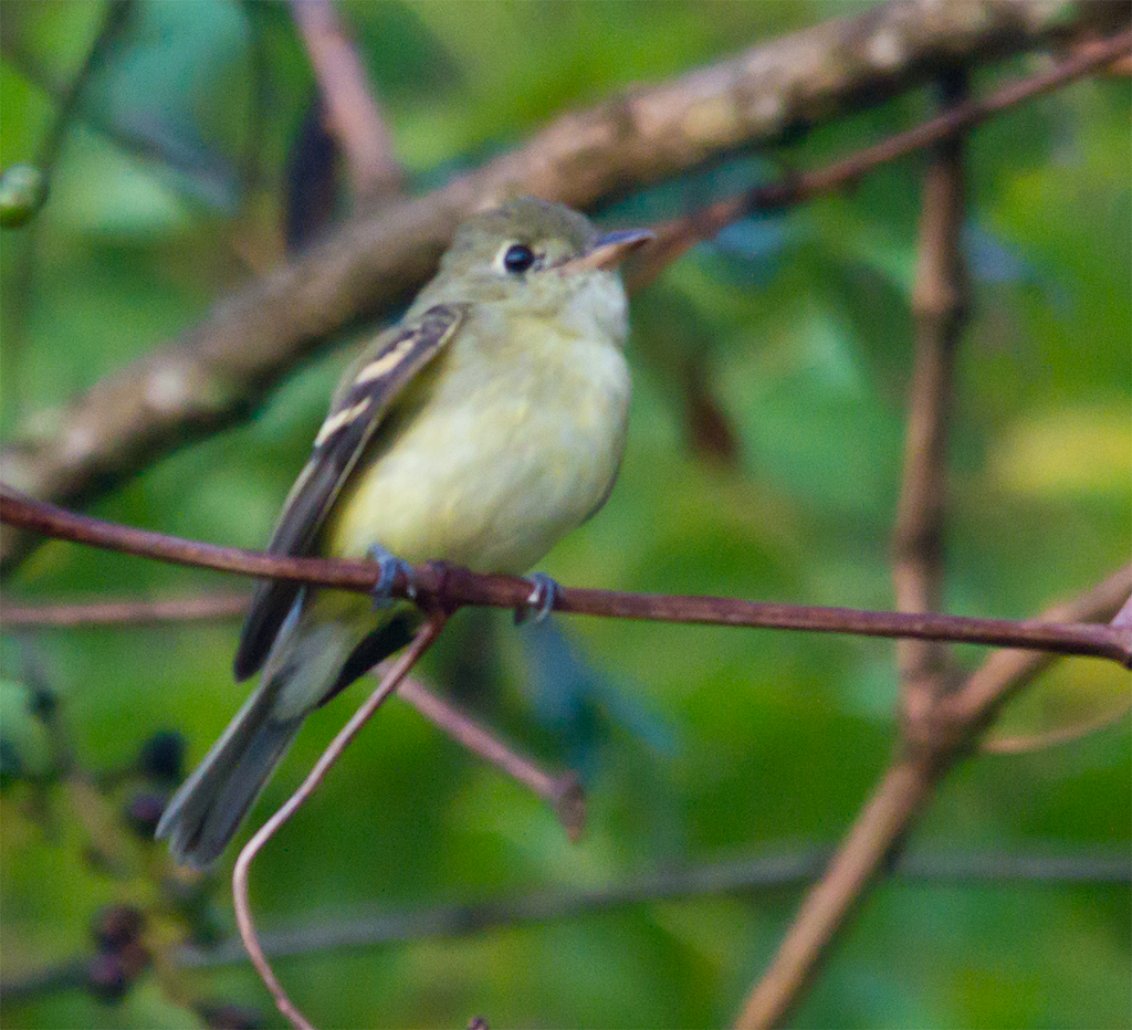 Flycatcher