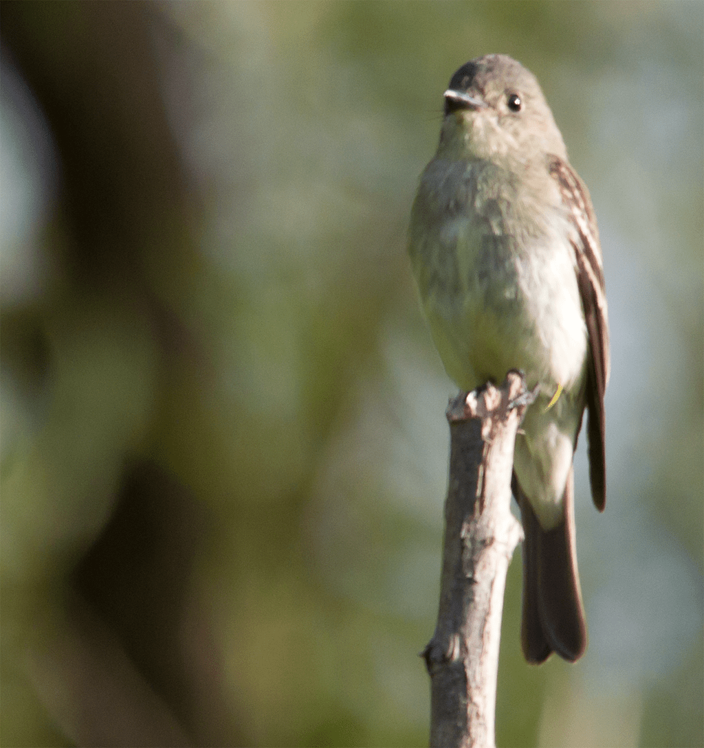 Flycatcher