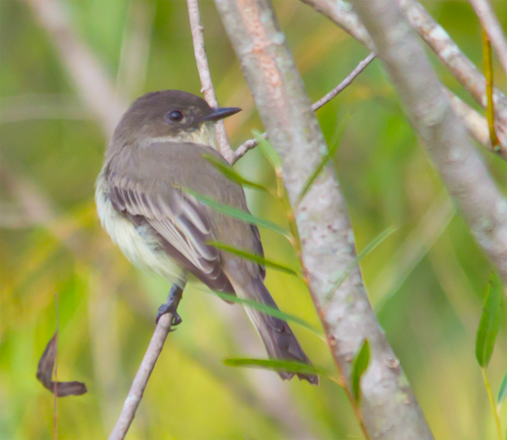 Flycatcher