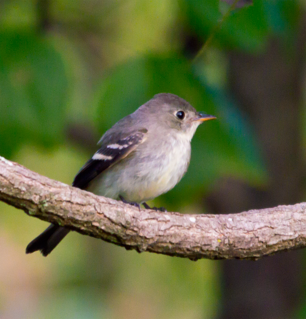 Flycatcher