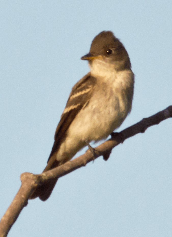 Flycatcher
