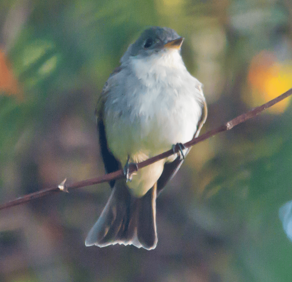 Flycatcher