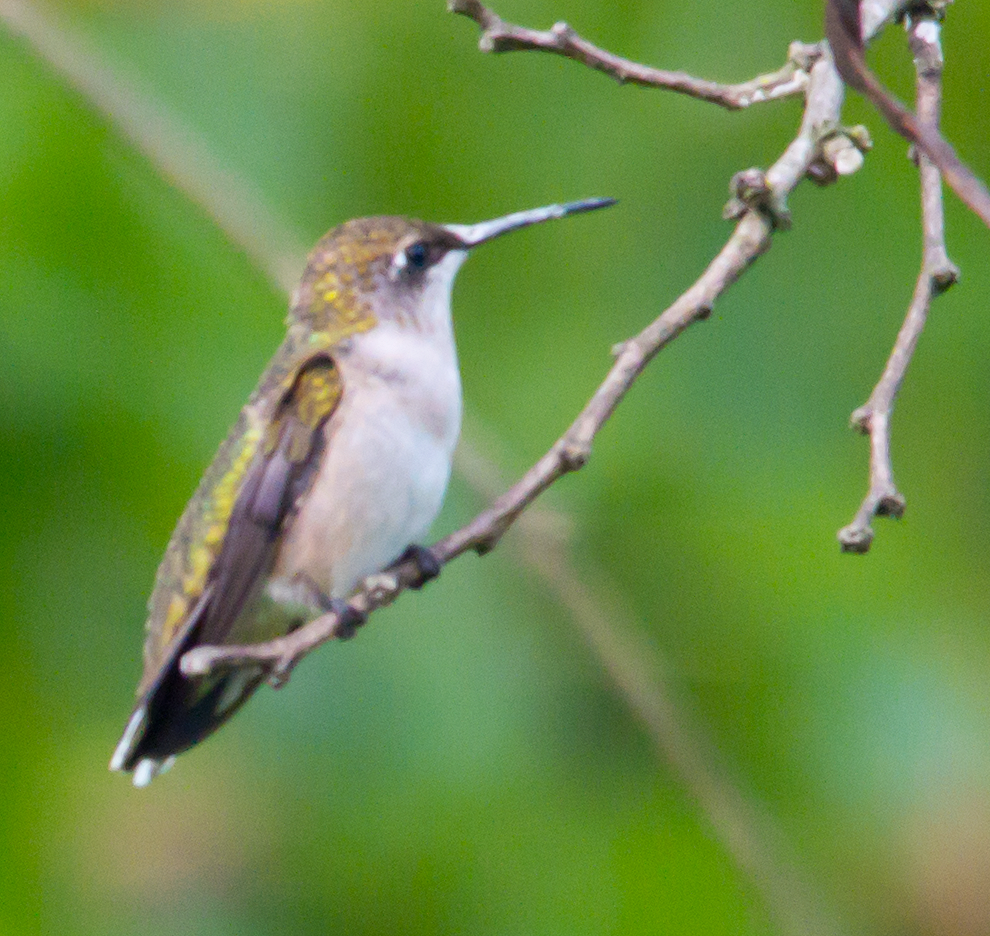 Ruby Throated Hummingbird