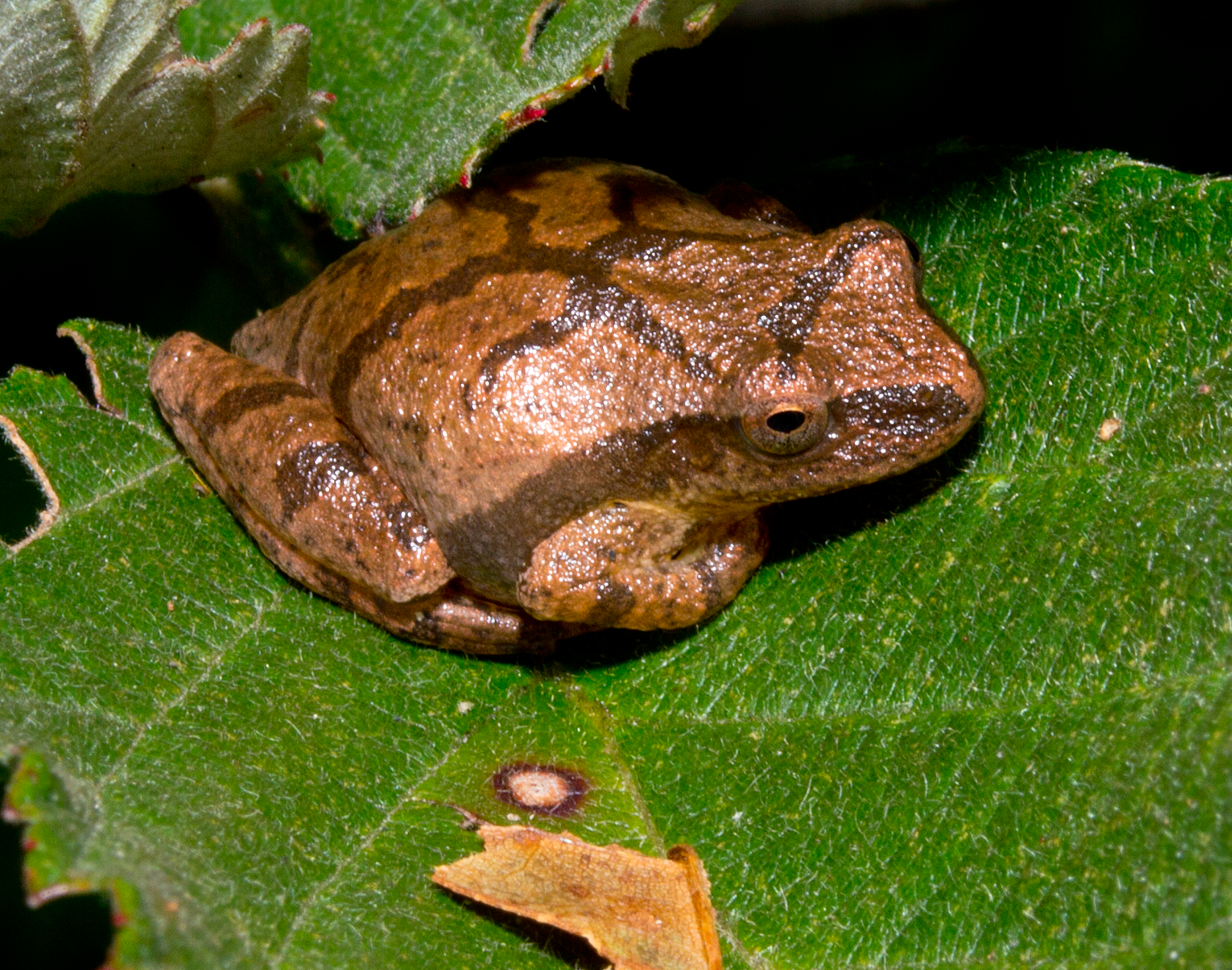 Tree Frog