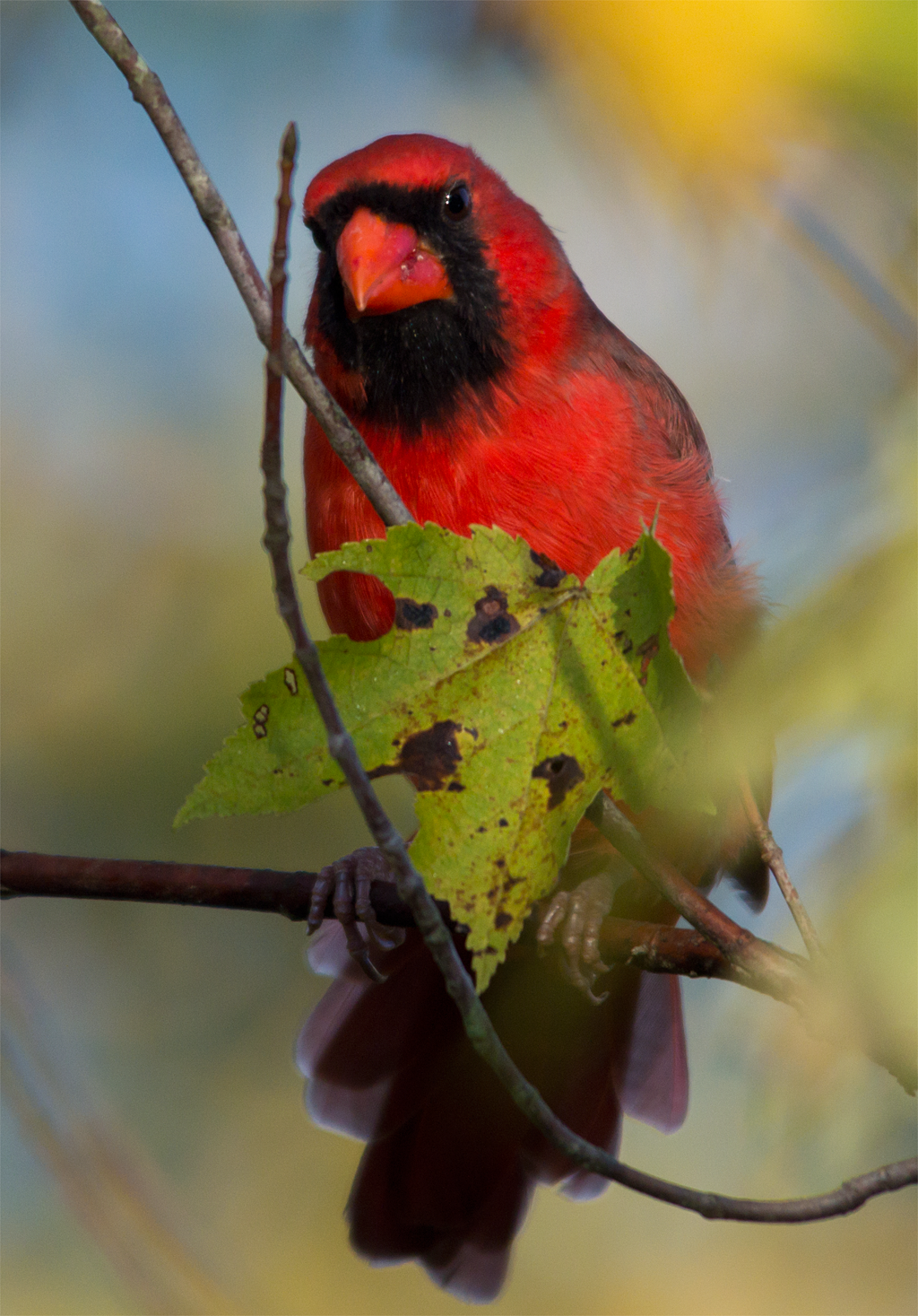 Northern Cardinal