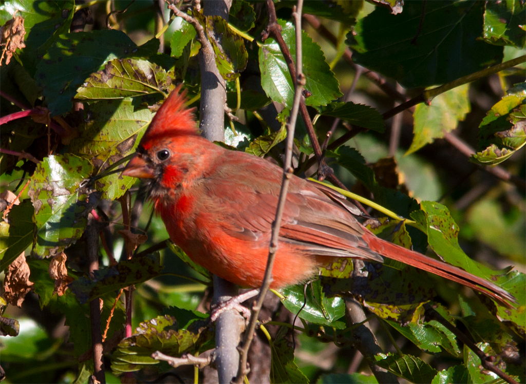 Northern Cardinal