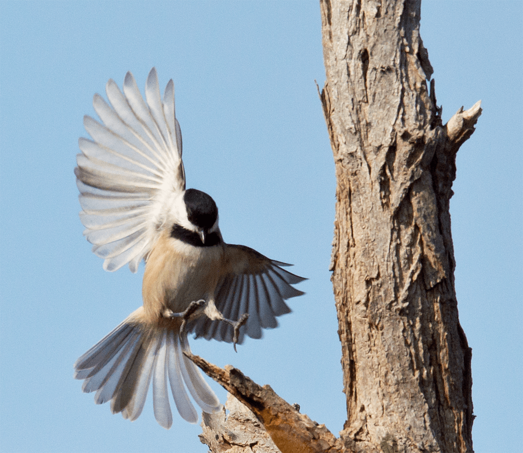 Carolina Chickadee