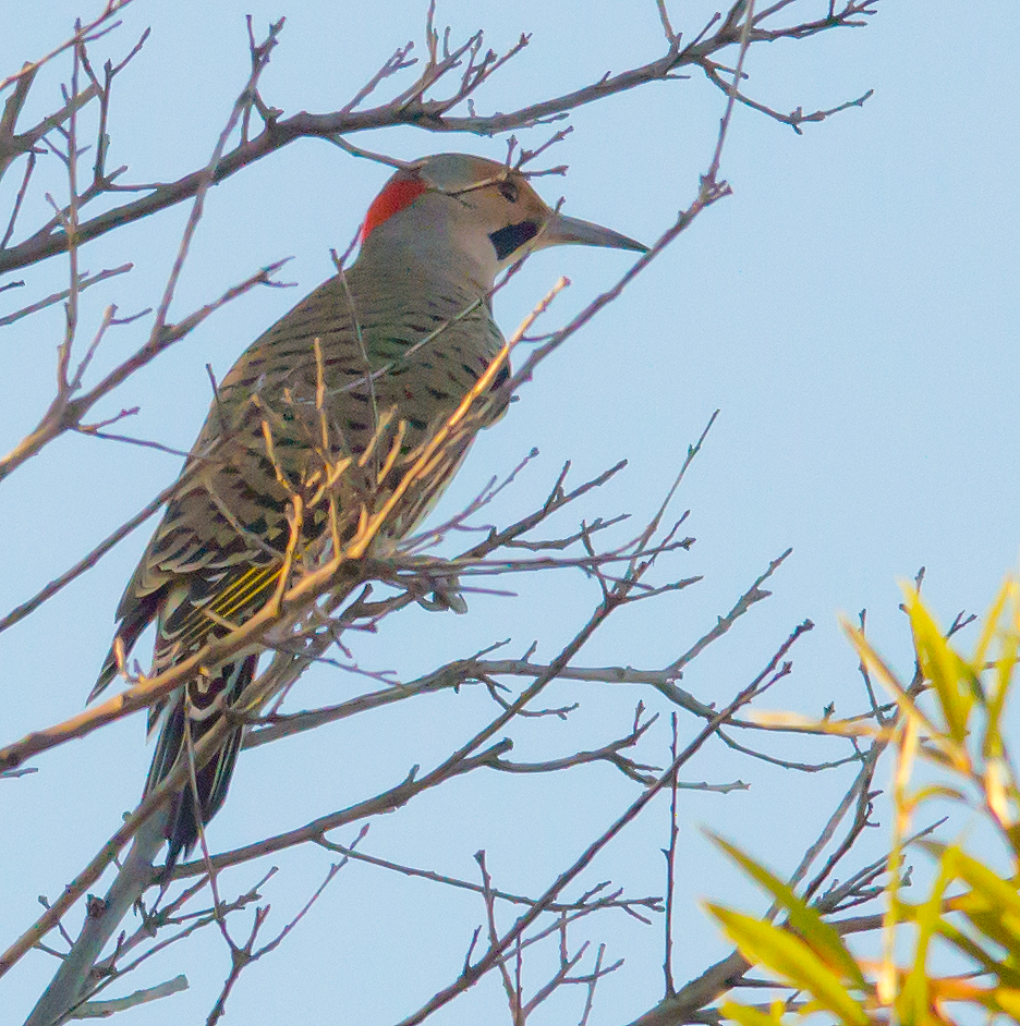 Northern Flicker
