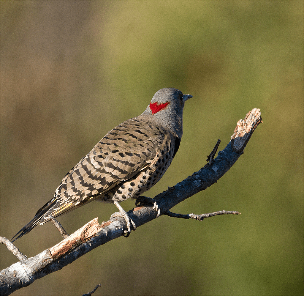 Northern Flicker