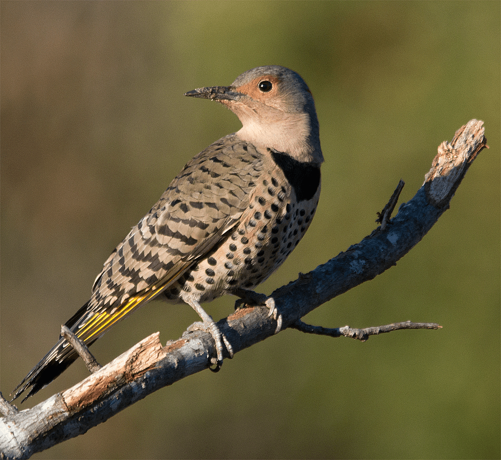Northern Flicker