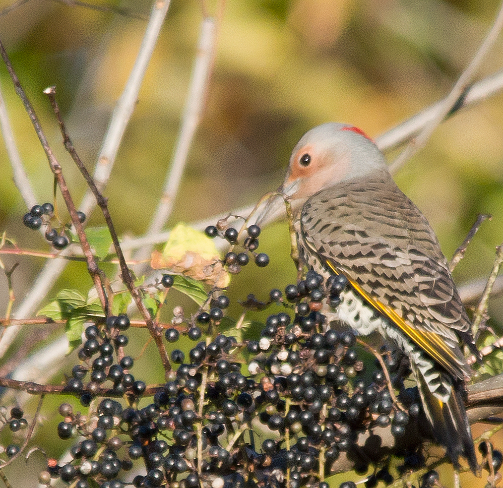Northern Flicker