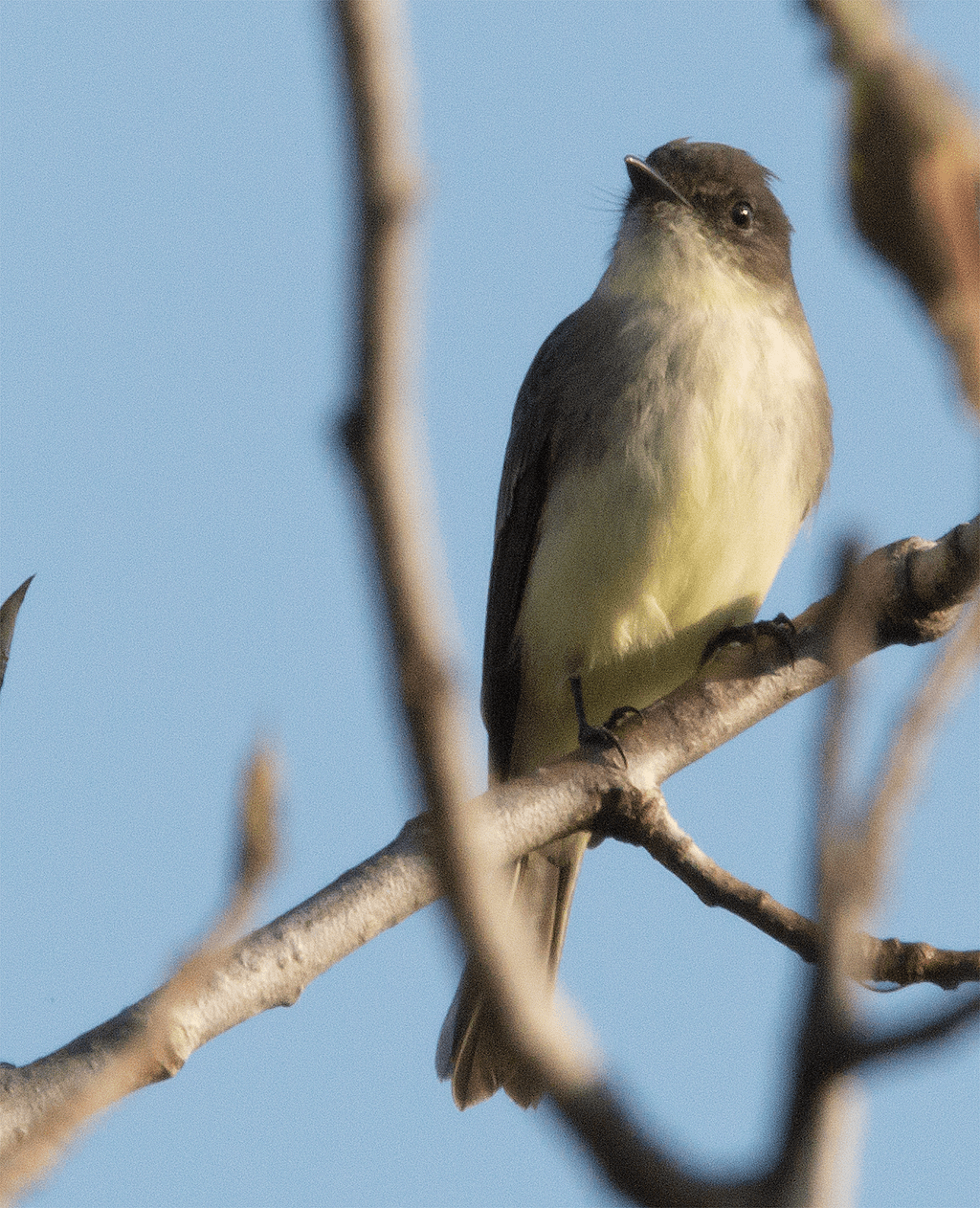 Flycatcher