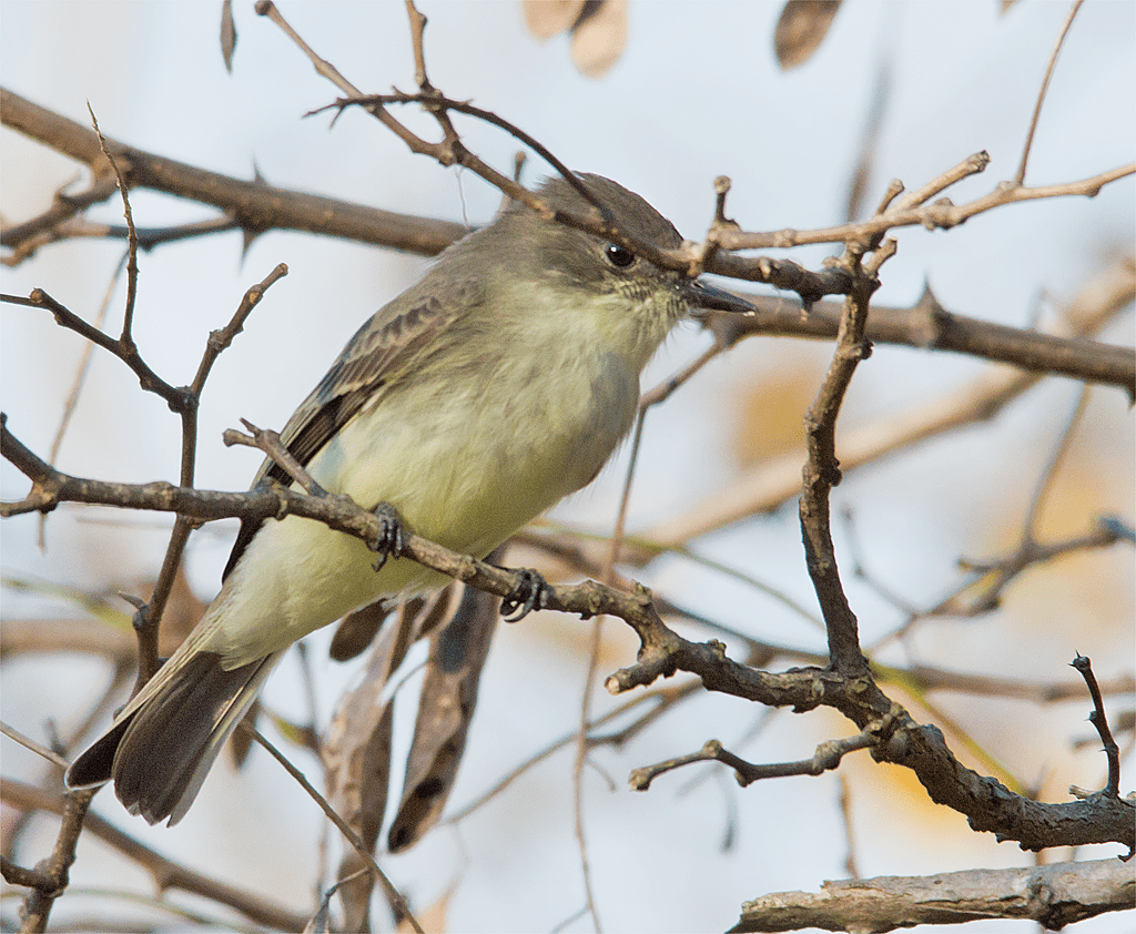 Flycatcher