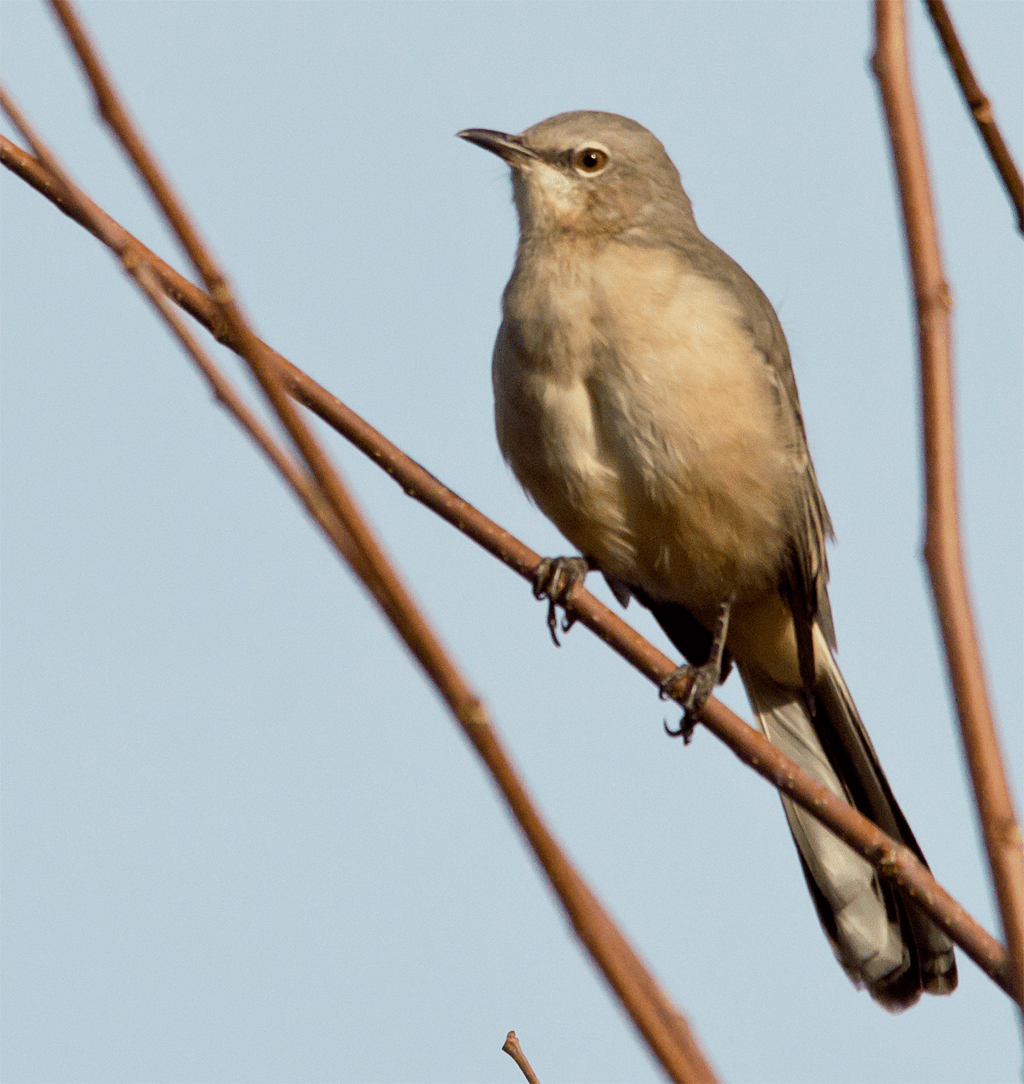 Northern Mockingbird