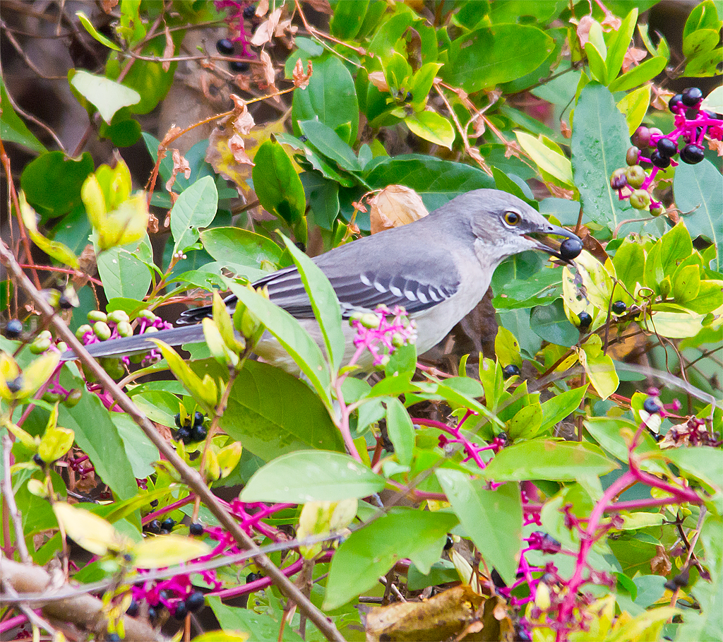 Mockingbird