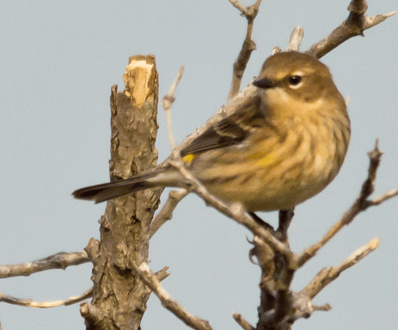 Yellow Rumped Warbler